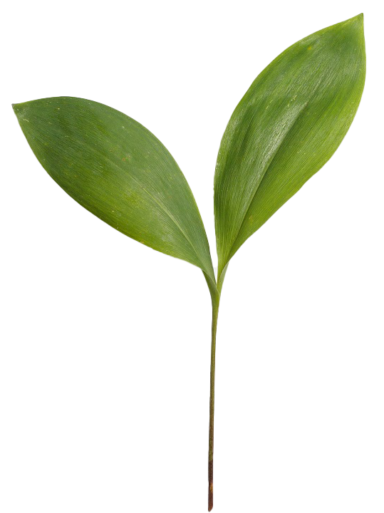 leaf