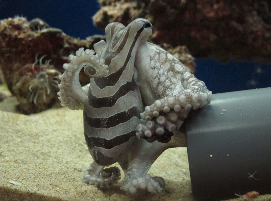 A white octopus with black stripes.