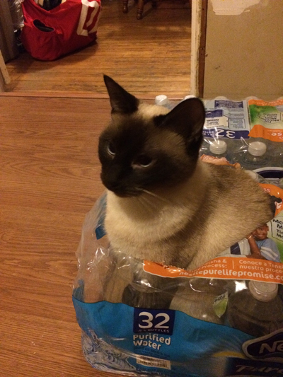 Siamese cat sitting in case of water bottles