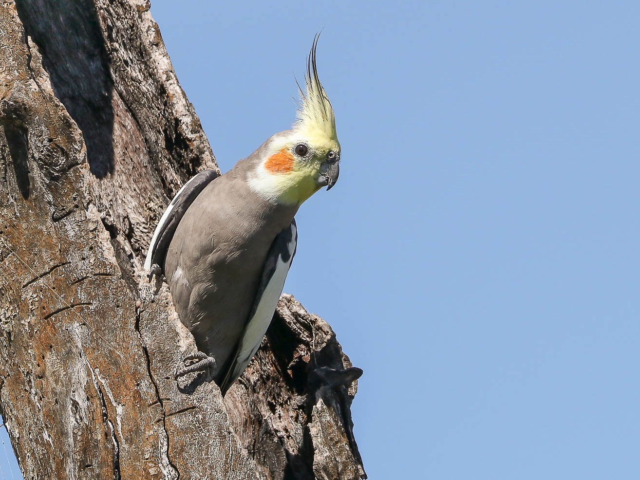 Picture of a cockatiel standing on a tree