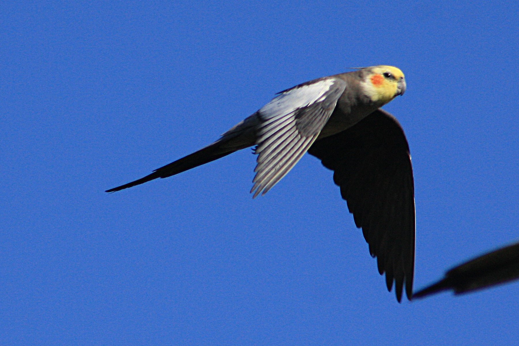 a cockatiel taking flight