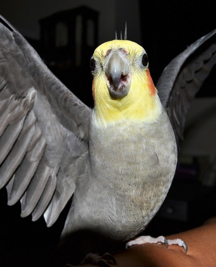 cockatiel holding out its wings