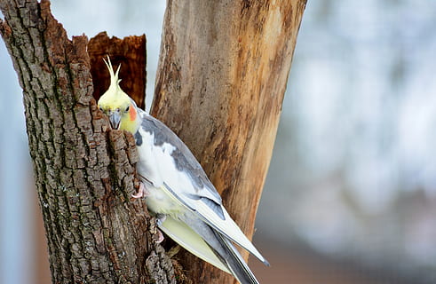 cockatiel hiding in a tree