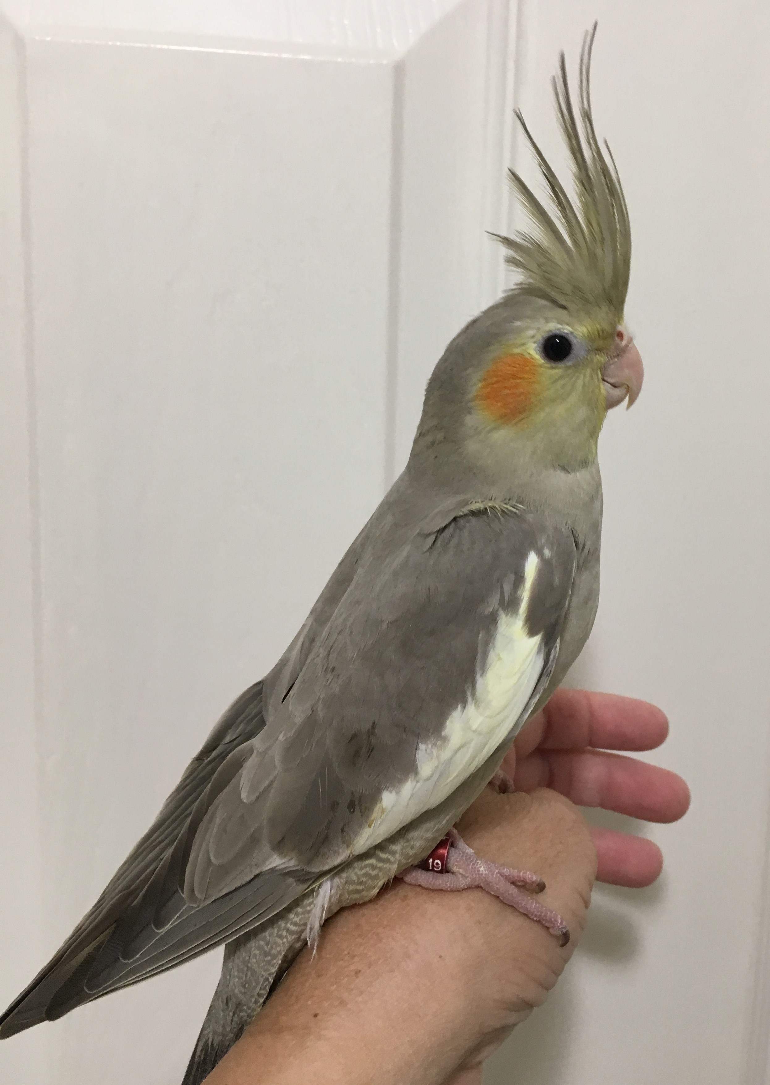 cockatiel perched on a hand