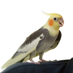 cockatiel with an open beak, trying to whistle