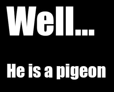 Well... He is a pigeon