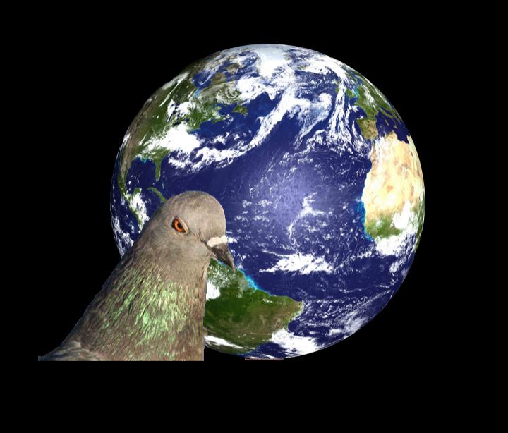 mad pigeon on earth