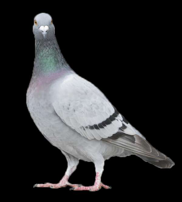 Pigeon Photo