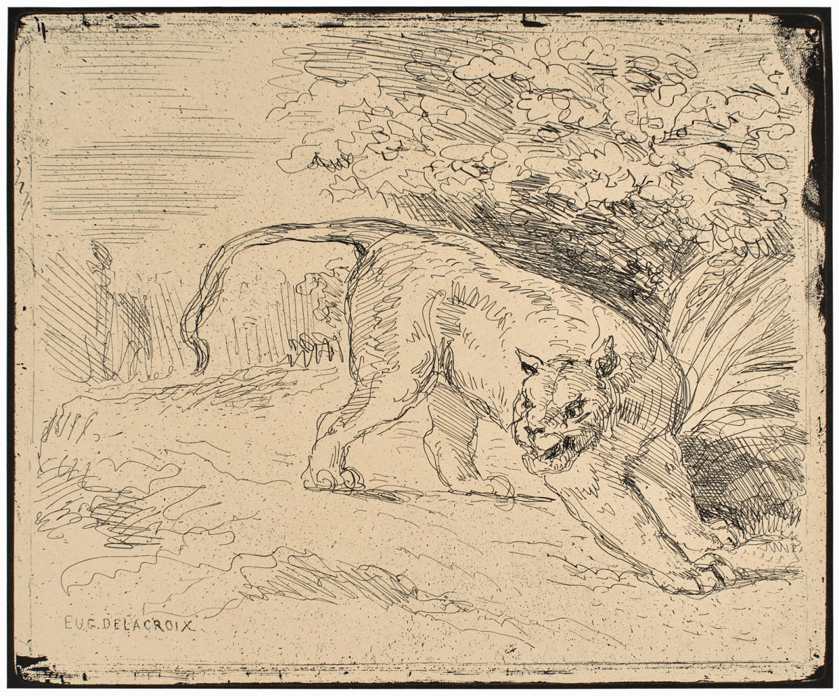 Cliché-Verre of a tiger by Eugène Delacroix 