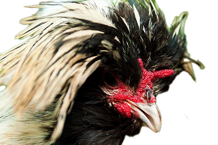 A polish chicken with a black body and draping white crest