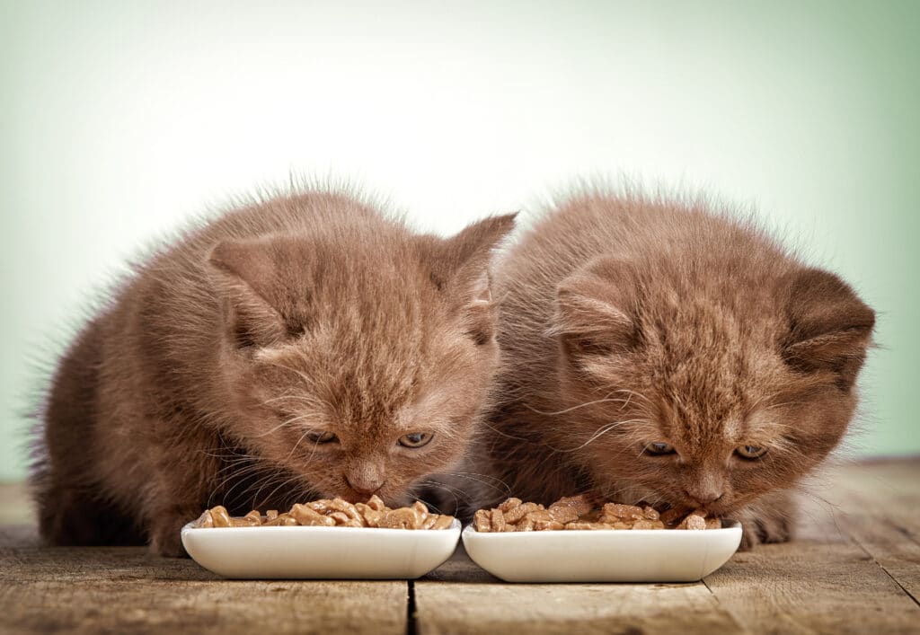 Kittens Eating