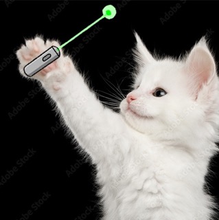 Kitten With Laser Pointer