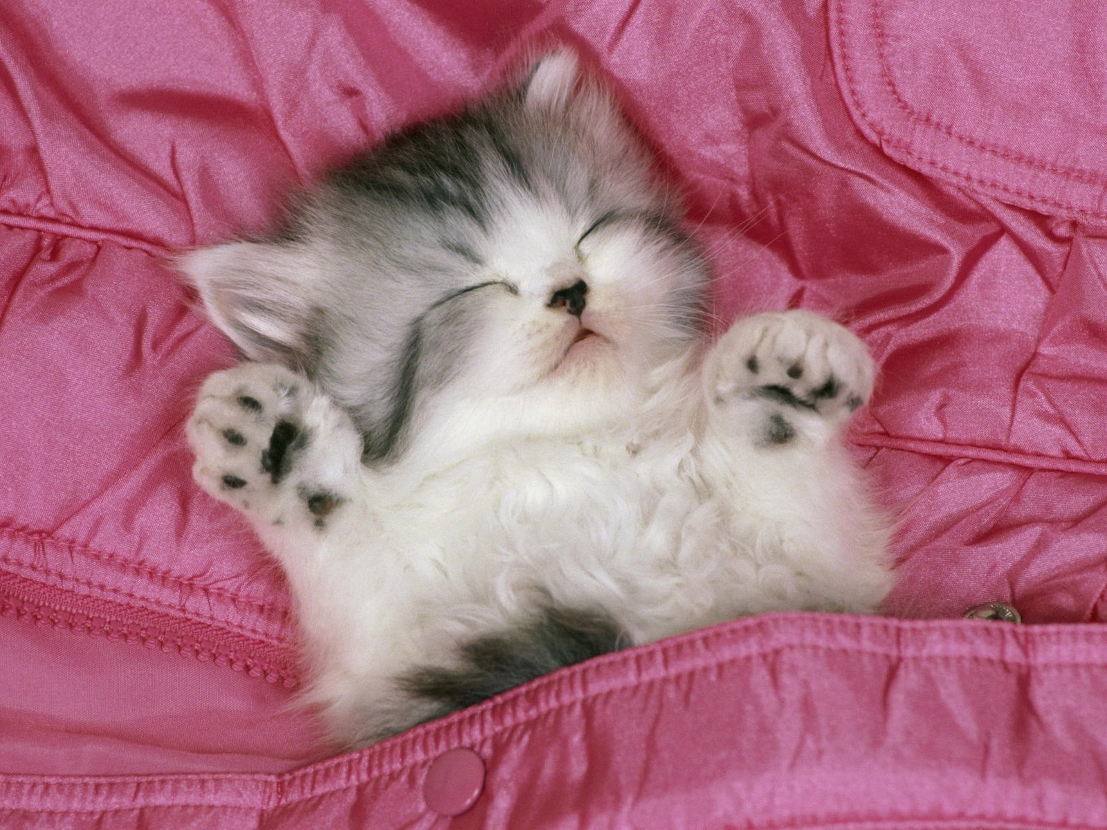 Sleeping Kitten