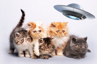 Persian Kittens and Their UFO