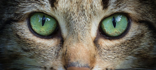 close-up of cat eyes