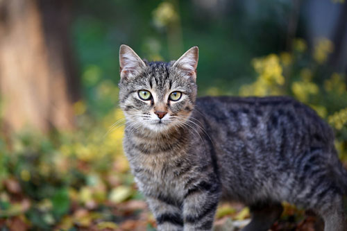 cat standing