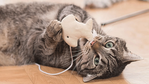 cat with toy