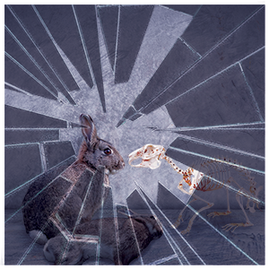 An image of shattered glass with a rabbit, a rabbit skeleton, and a dead rabbit standing behind it.