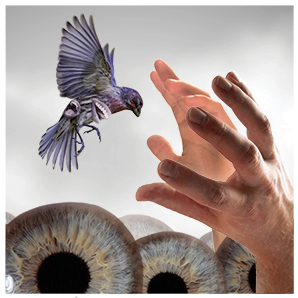 A surreal image of a bird surrounded by eyes and hands.