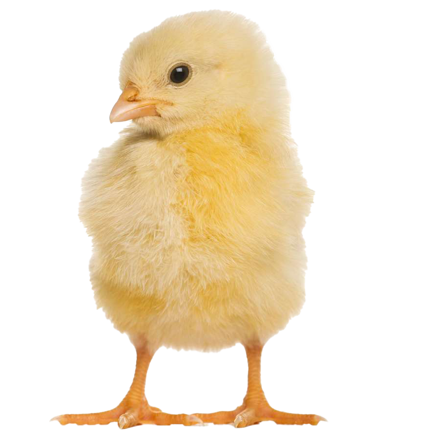 baby chicken