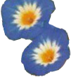 2 blue flowers